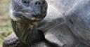 Jeu Aldabra Tortoise Slider Puzzle