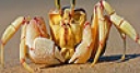 Jeu Alone crab at the beach puzzle