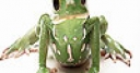 Jeu Angry frog slide puzzle