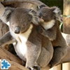 Jeu Australian Koala Bears en plein ecran