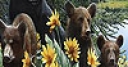 Jeu Bear family and flowers puzzle