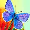 Jeu Beautiful butterflies on the island puzzle en plein ecran