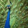 Jeu Beautiful peacock en plein ecran