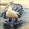Jeu Big lonely pelican slide puzzle en plein ecran