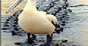 Jeu Big lonely pelican slide puzzle