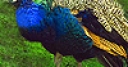 Jeu Big peacock puzzle