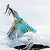 Jeu Bird and fishes slide puzzle en plein ecran