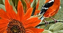 Jeu Bird and sunflower slide puzzle