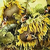 Jeu Birds and sunflowers slide puzzle en plein ecran