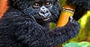 Jeu Black baby gorilla slide puzzle