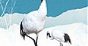 Jeu Black storks and snows slide puzzle