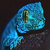 Jeu Blue chameleon slide puzzle en plein ecran
