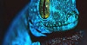 Jeu Blue chameleon slide puzzle