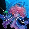 Jeu Blue jellyfish slide puzzle en plein ecran