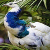 Jeu Blue peacock puzzle en plein ecran