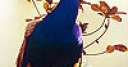 Jeu Blue peacock slide puzzle