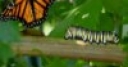 Jeu Caterpillar Jigsaw