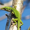 Jeu Chameleon on the tree puzzle en plein ecran