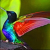 Jeu Charming hummingbird slide puzzle en plein ecran