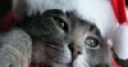 Jeu Christmas Cat Sliding