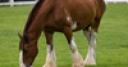 Jeu Clydesdale Horse Jigsaw Puzzle