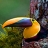 Colored beak in the mountain puzzle