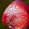 Jeu Colorful clown fishes puzzle en plein ecran
