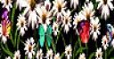Jeu Colorful daisy garden puzzle