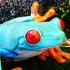 Jeu colorful frogs en plein ecran