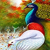 Jeu Colorful peacocks puzzle en plein ecran
