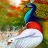 Colorful peacocks puzzle