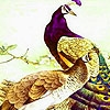 Jeu Colorful zoo peacocks puzzle en plein ecran