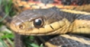 Jeu Common Garter Snake Jigsaw 2