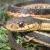 Common Garter Snake Jigsaw 2