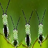 Jeu Crazy grasshoppers slide puzzle en plein ecran