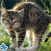 Jeu Cute And Lovely Cat Jigsaw Puzzle en plein ecran