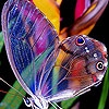 Jeu Cute colorful butterfly puzzle en plein ecran
