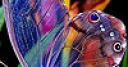 Jeu Cute colorful butterfly puzzle