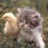 Jeu Cute friends: Chick and Kitty en plein ecran