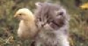 Jeu Cute friends: Chick and Kitty