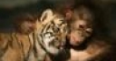 Jeu Cute friends: Chimp and tiger
