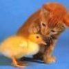 Jeu Cute friends: Kitty and Chick en plein ecran