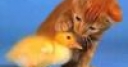 Jeu Cute friends: Kitty and Chick