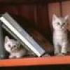 Jeu Cute friends: Kitty twins en plein ecran