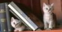Jeu Cute friends: Kitty twins