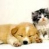 Jeu Cute friends: Puppy and Kitty en plein ecran