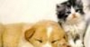 Jeu Cute friends: Puppy and Kitty