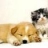 Cute friends: Puppy and Kitty