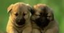 Jeu Cute friends: Puppy twins