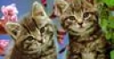 Jeu Cute friends: twin kitties
